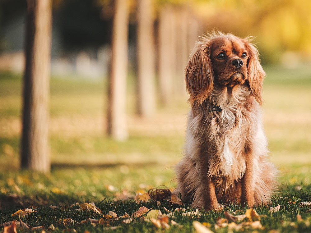 Dog Sitting in Park