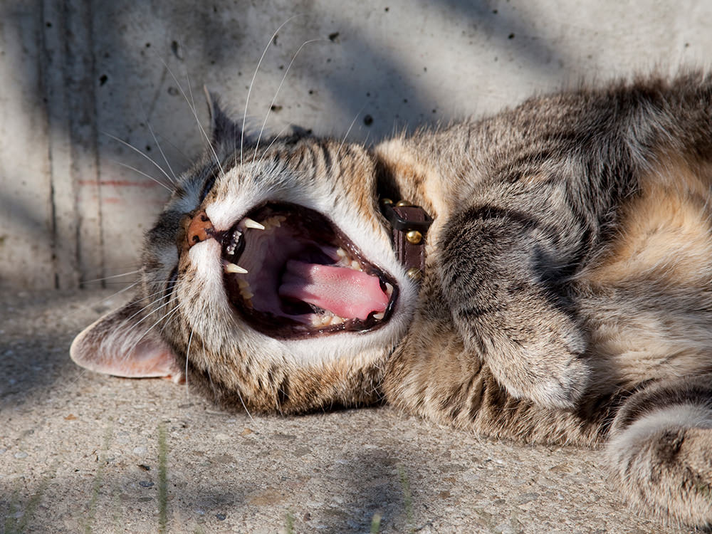 Cat Yawning